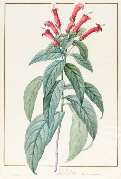 Lobelia Surinamensis von Pierre Joseph Redouté